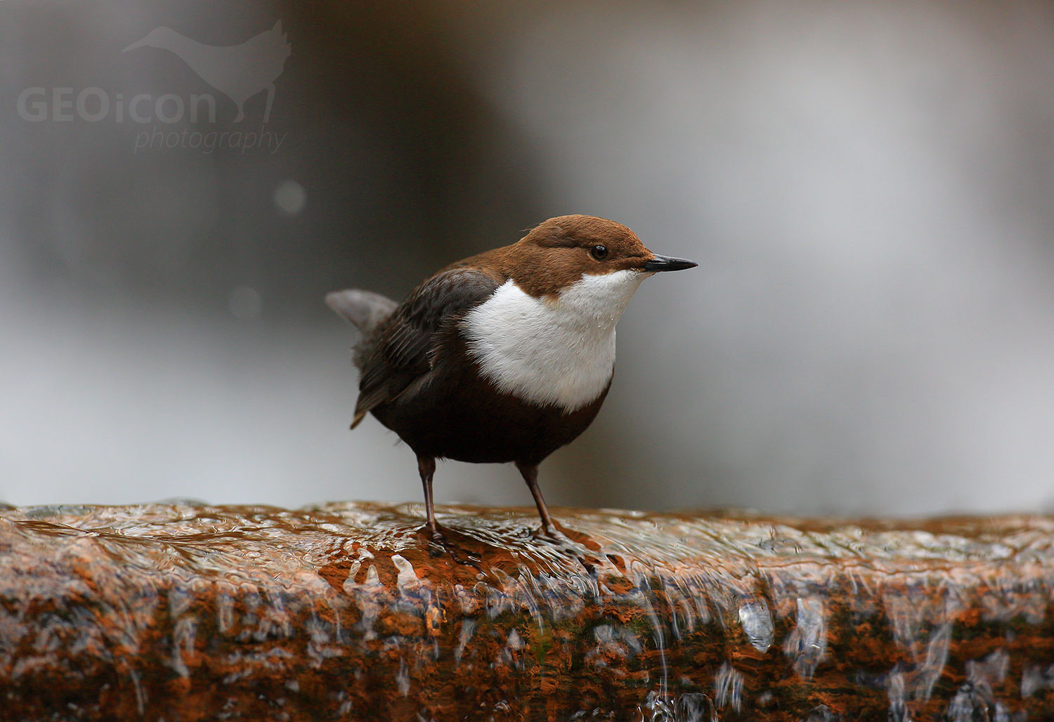 Dipper / skorec vodní (Cinclus cinclus)