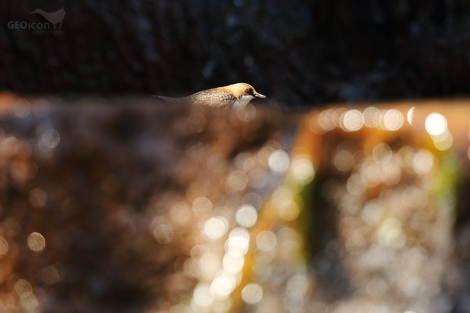Dipper / skorec vodní (Cinclus cinclus)