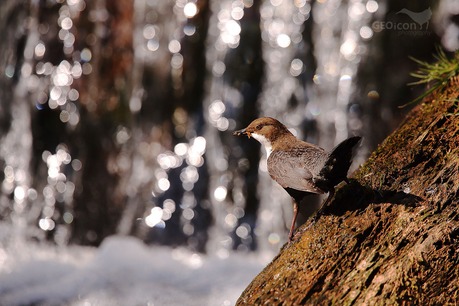 Dipper / skorec vodní (Cinclus cinclus)