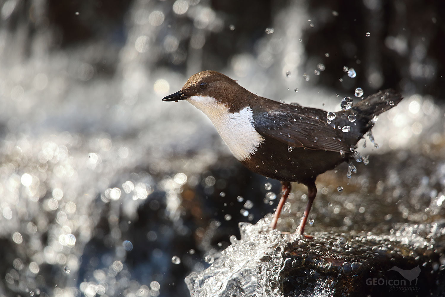 Dipper / skorec vodní (Cinclus cinclus)