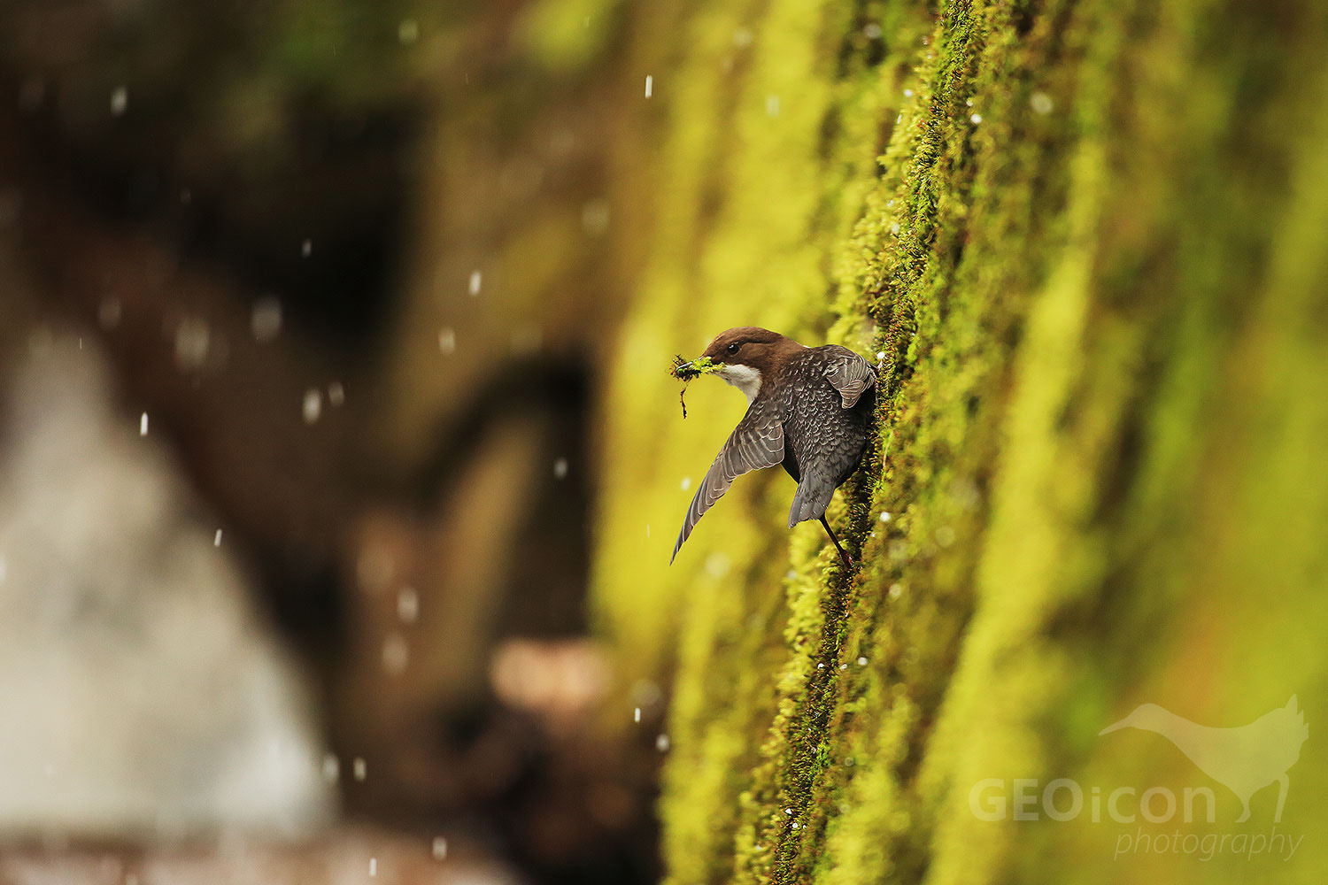 Dipper / skorec vodní (Cinclus cinclus)