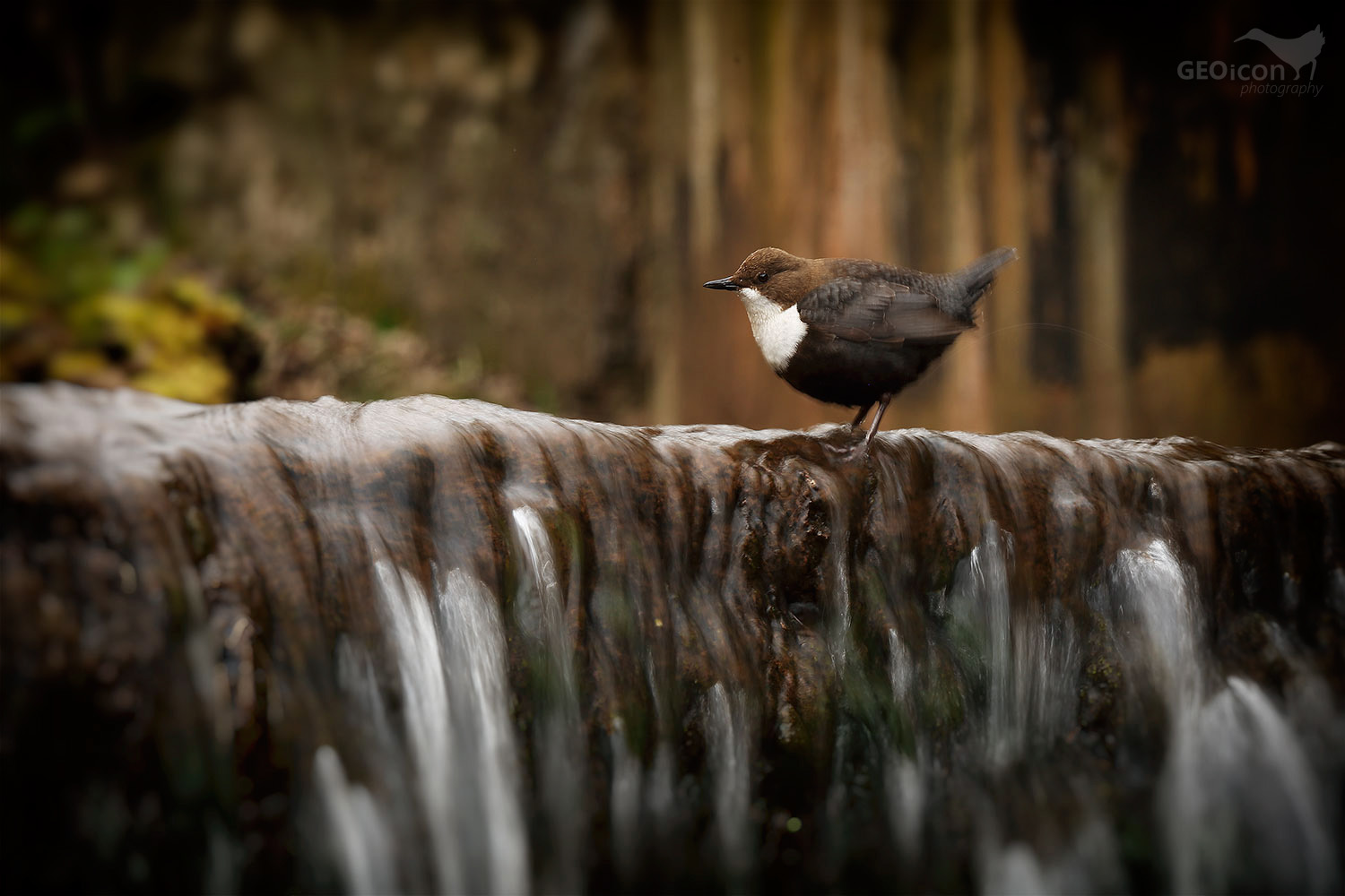 Dipper / skorec vodní (Cinclus cinclus)