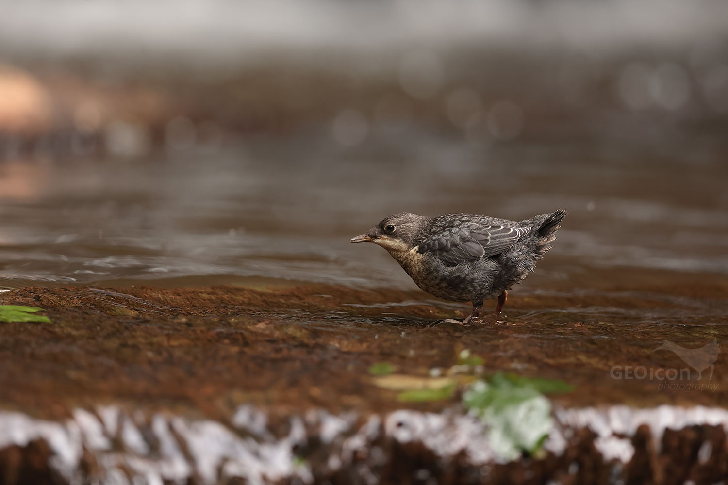 Dipper / skorec vodní (Cinclus cinclus)