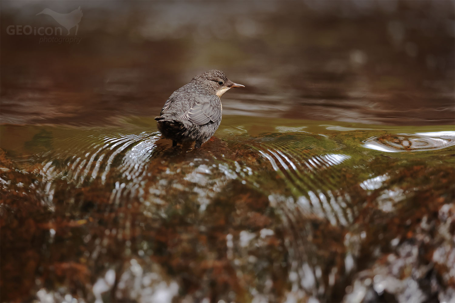 Dipper / skorec vodní (Cinclus cinclus)