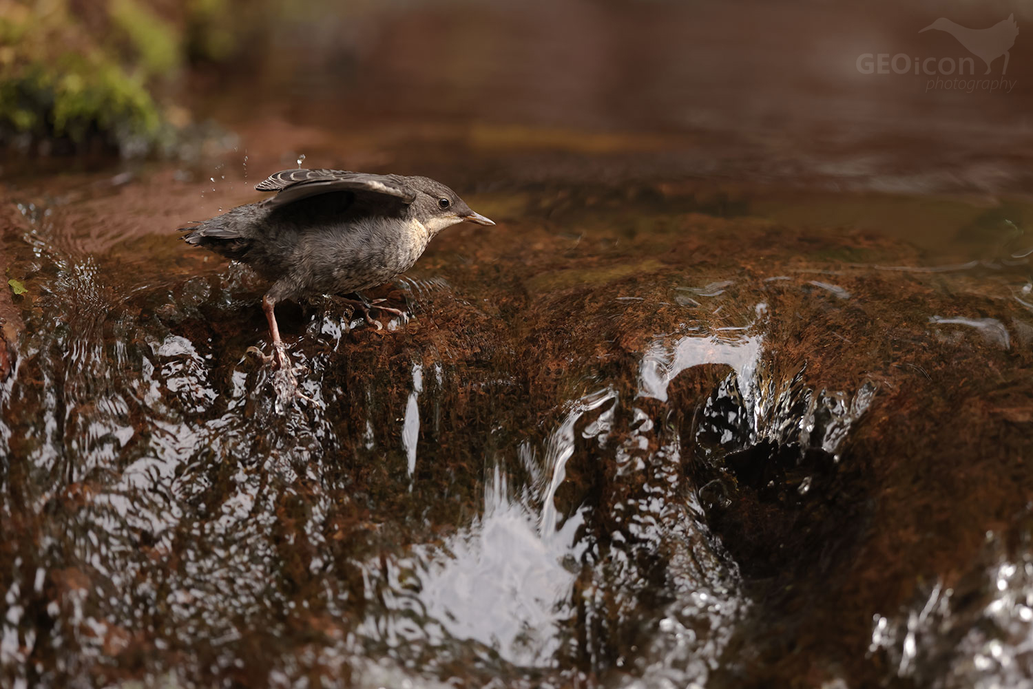 Dipper / skorec vodní (Cinclus cinclus)