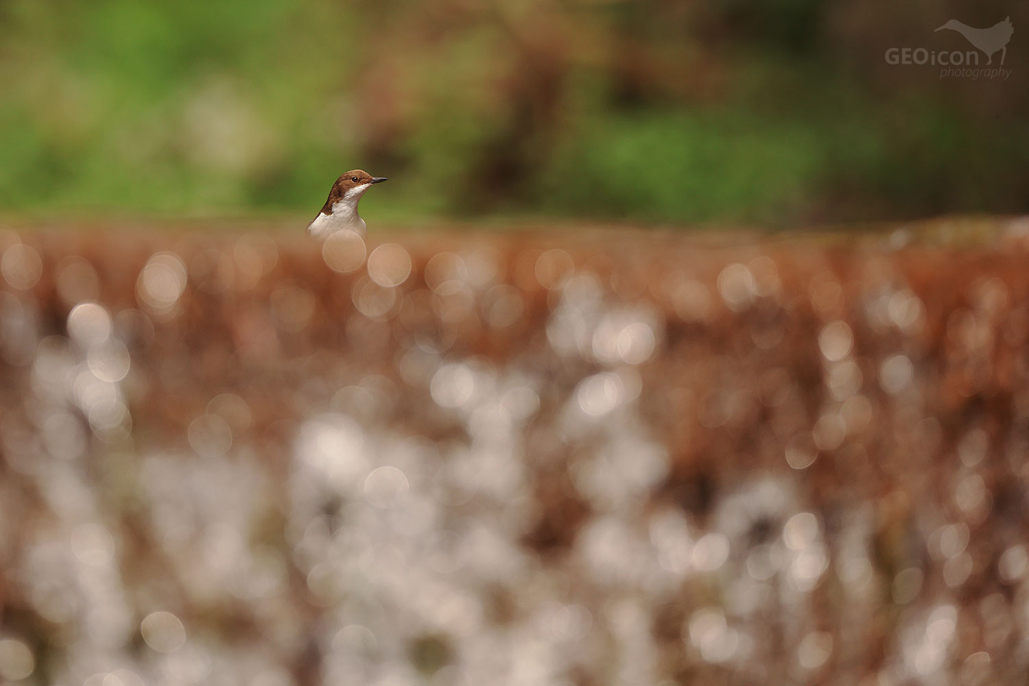 Dipper / skorec vodní (Cinclus cinclus)