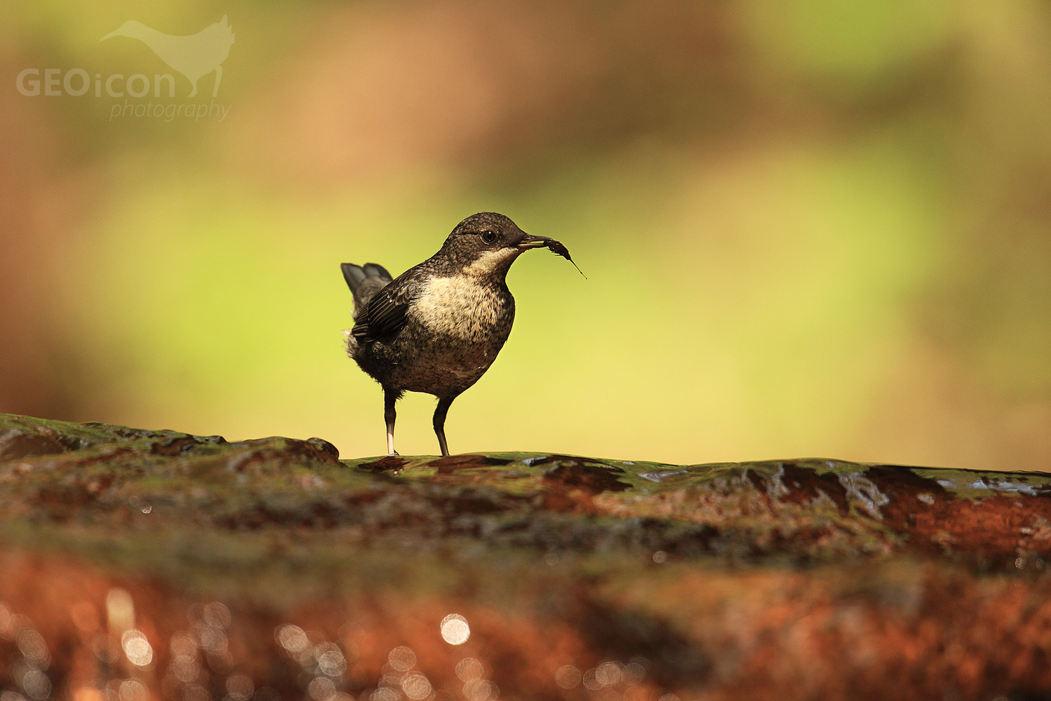 Dipper / skorec vodní (Cinclus cinclus)