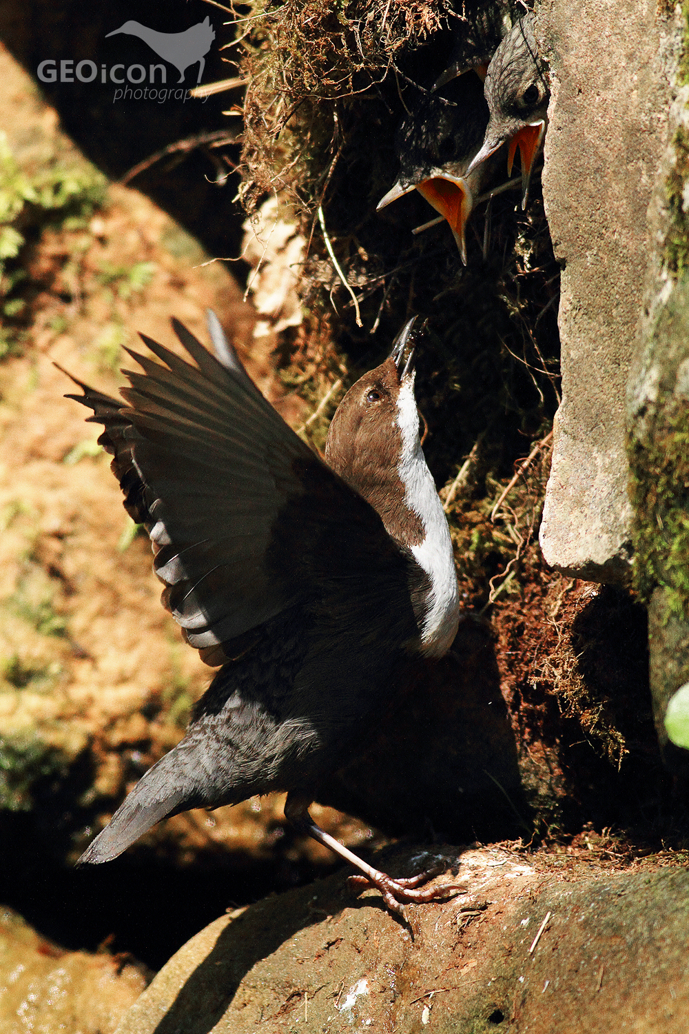 Dipper / skorec vodní (Cinclus cinclus)