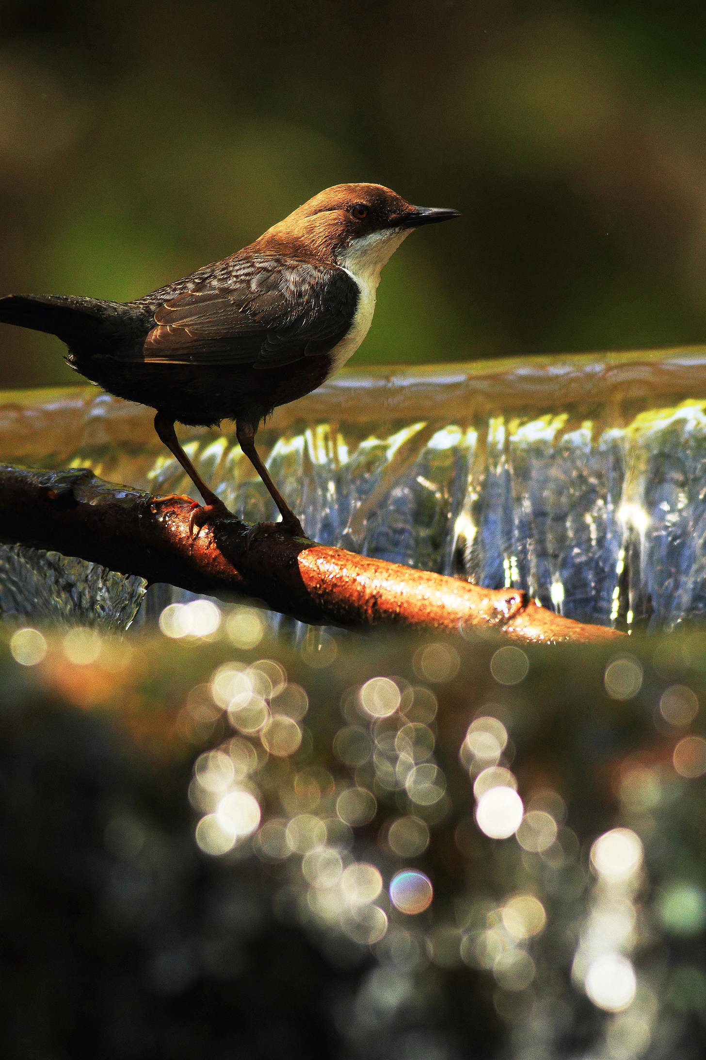 Dipper / skorec vodní (Cinclus cinclus)