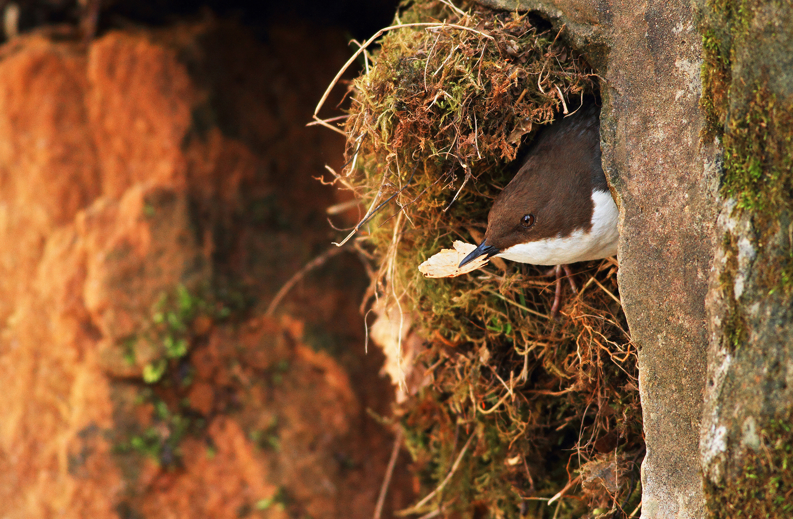 Dipper / skorec vodní (Cinclus cinclus)