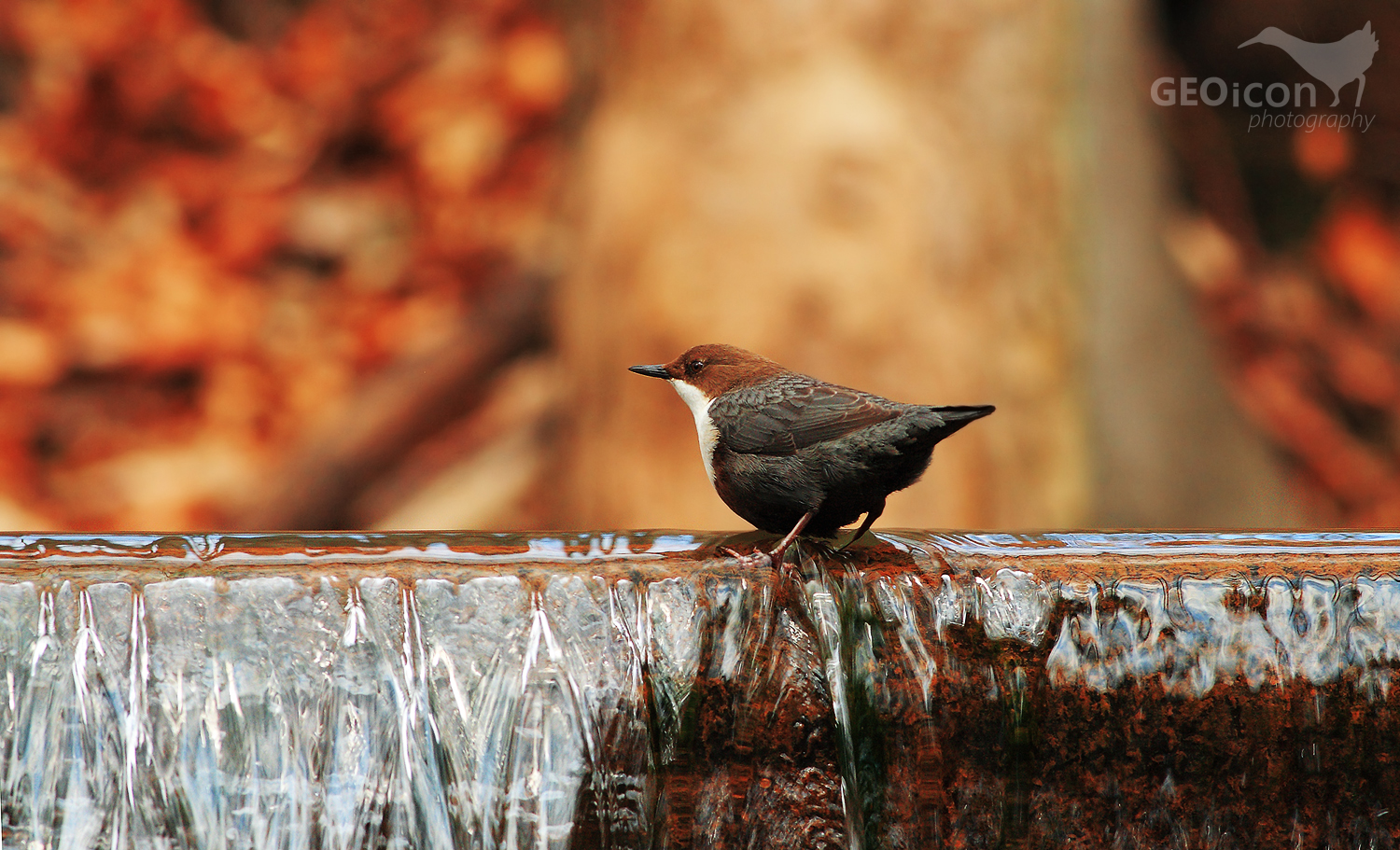 Dipper / skorec vodní (Cinclus cinclus)