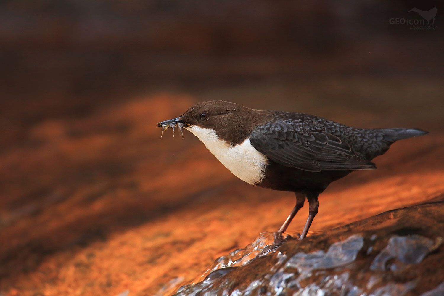 Dipper / skorec vodní (Cinclus cinclus)