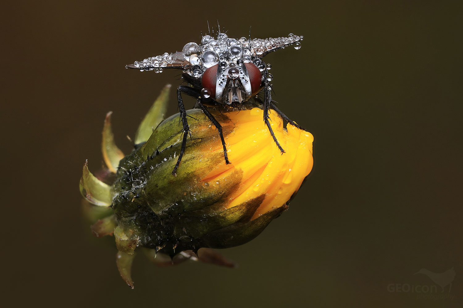 Diptera sp.