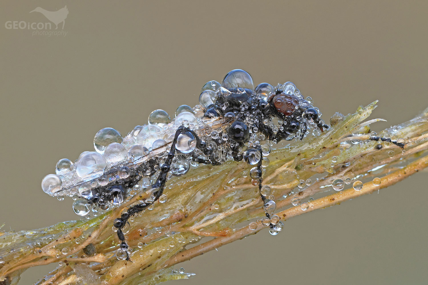 Diptera sp.
