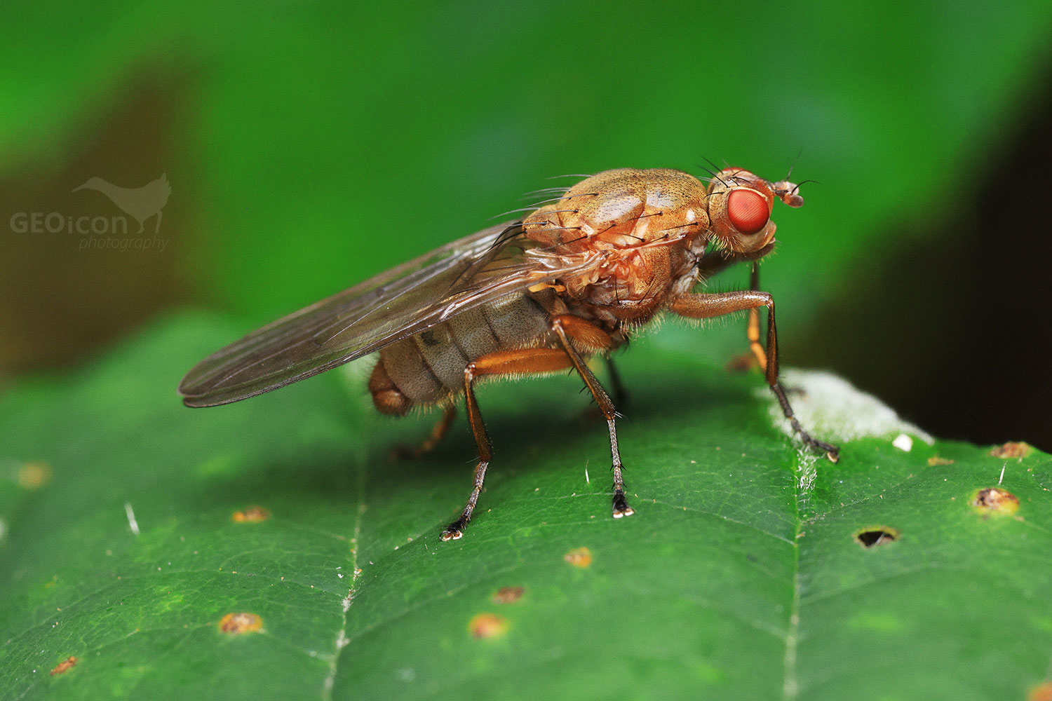 Scathophaga stercoraria / výkalnice hnojní