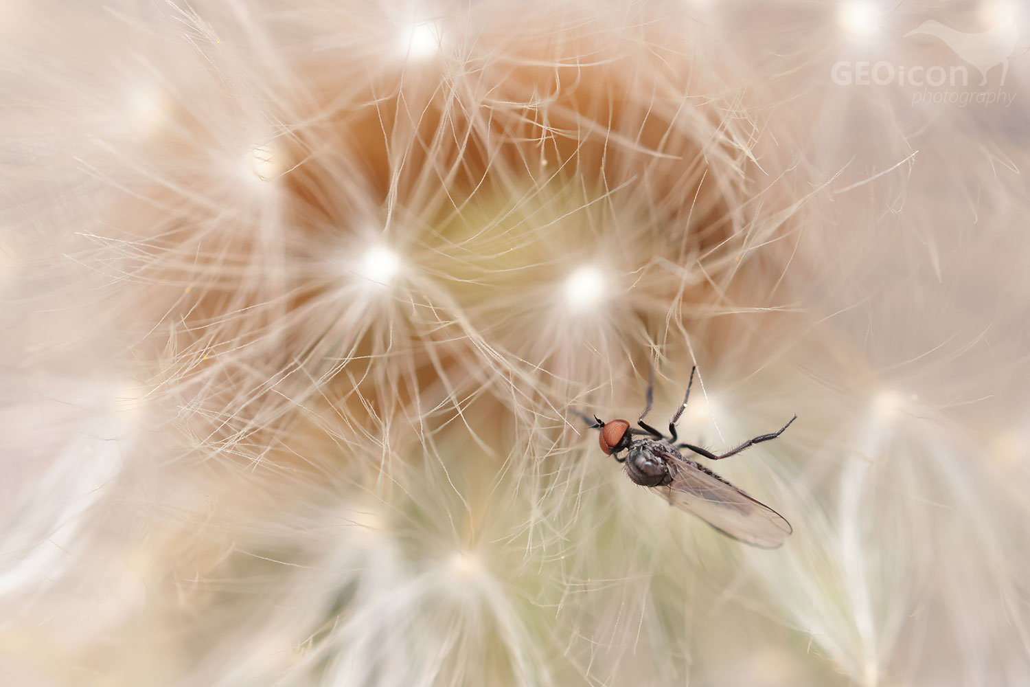 Diptera