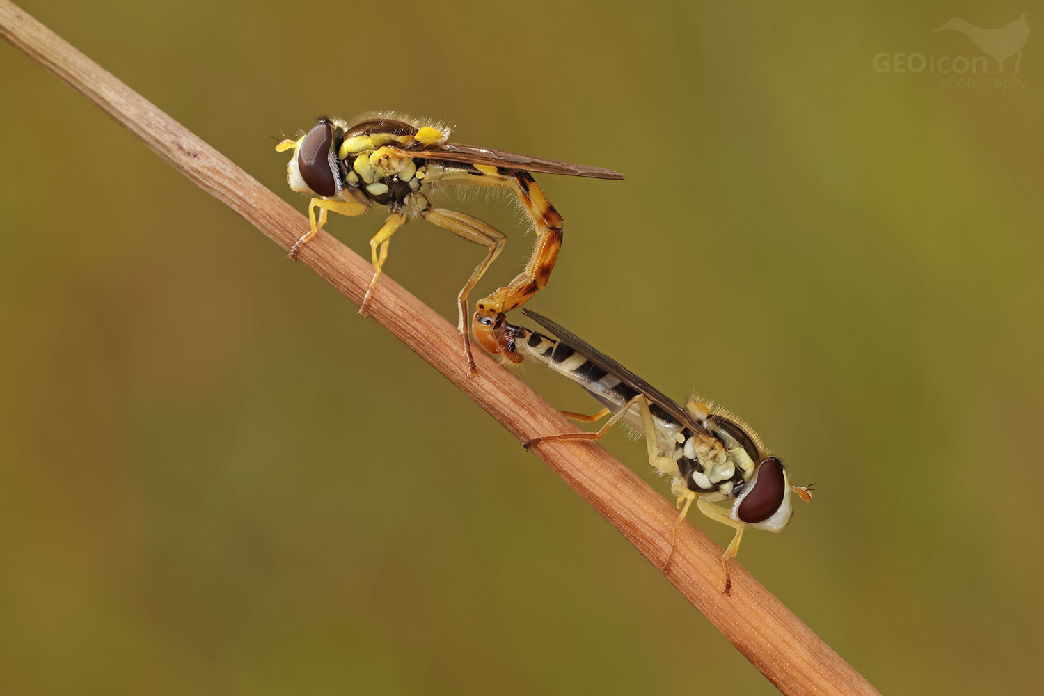 Sphaerophoria a / pestřenka psaná