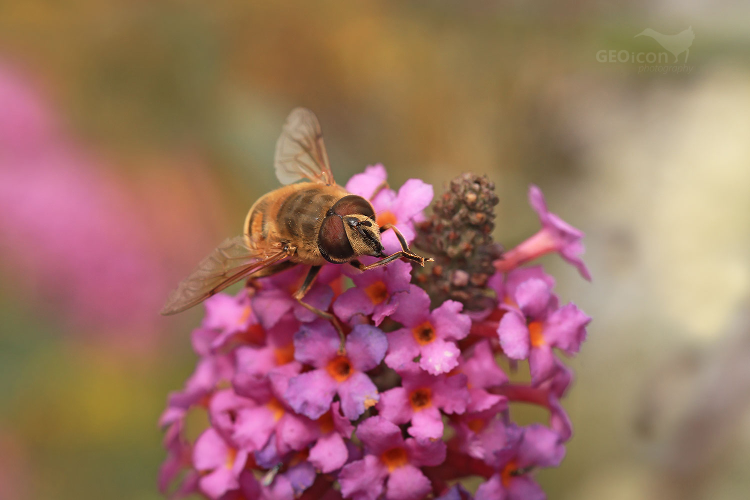 Eristalis tenax / pestřenka trubcová