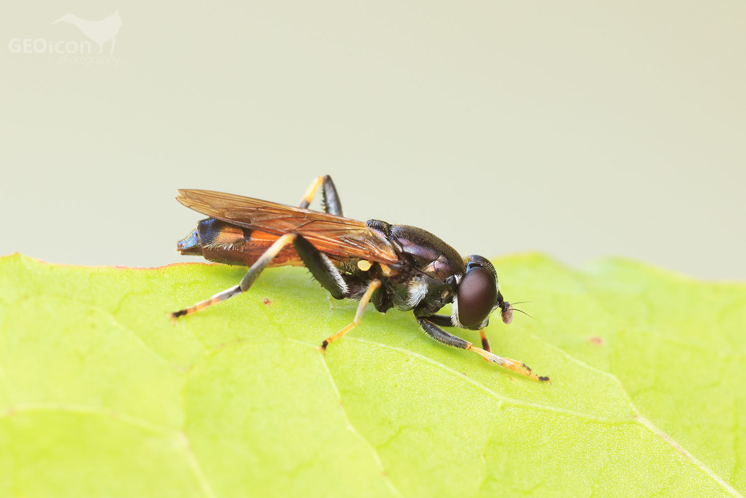 Huwerfly / pestřenka plachá (Xylota segnis)