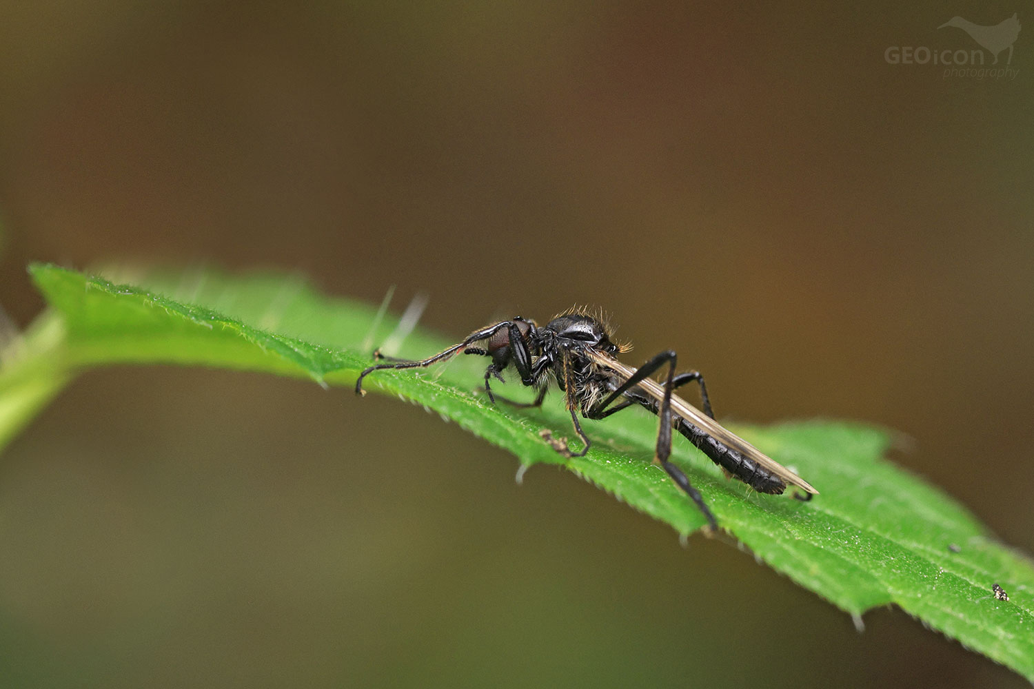 Bibio sp. / muchnice sp.