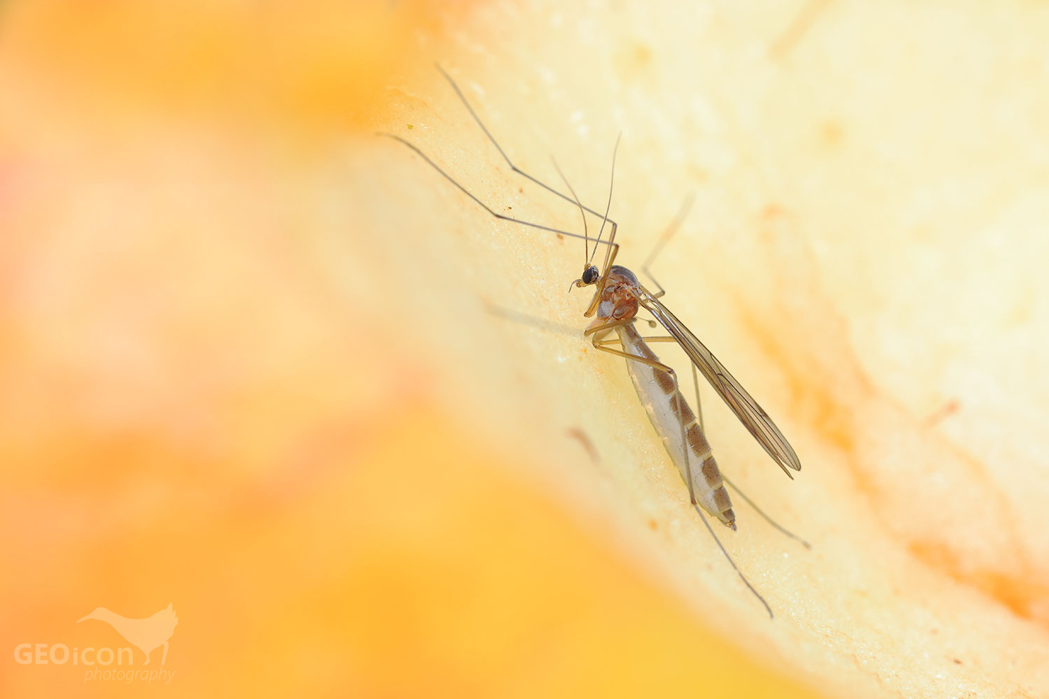 Mycetophilidae
