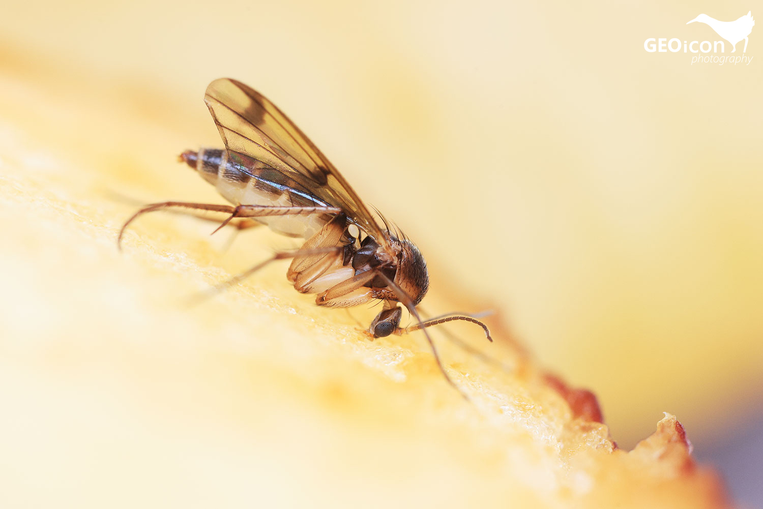 Mycetophilidae