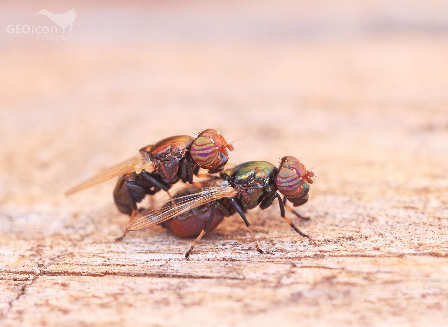 doličnatka sp. (Physiphora alceae)