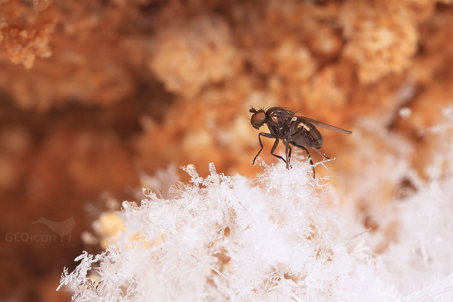 Ephydridae / břežnicovití