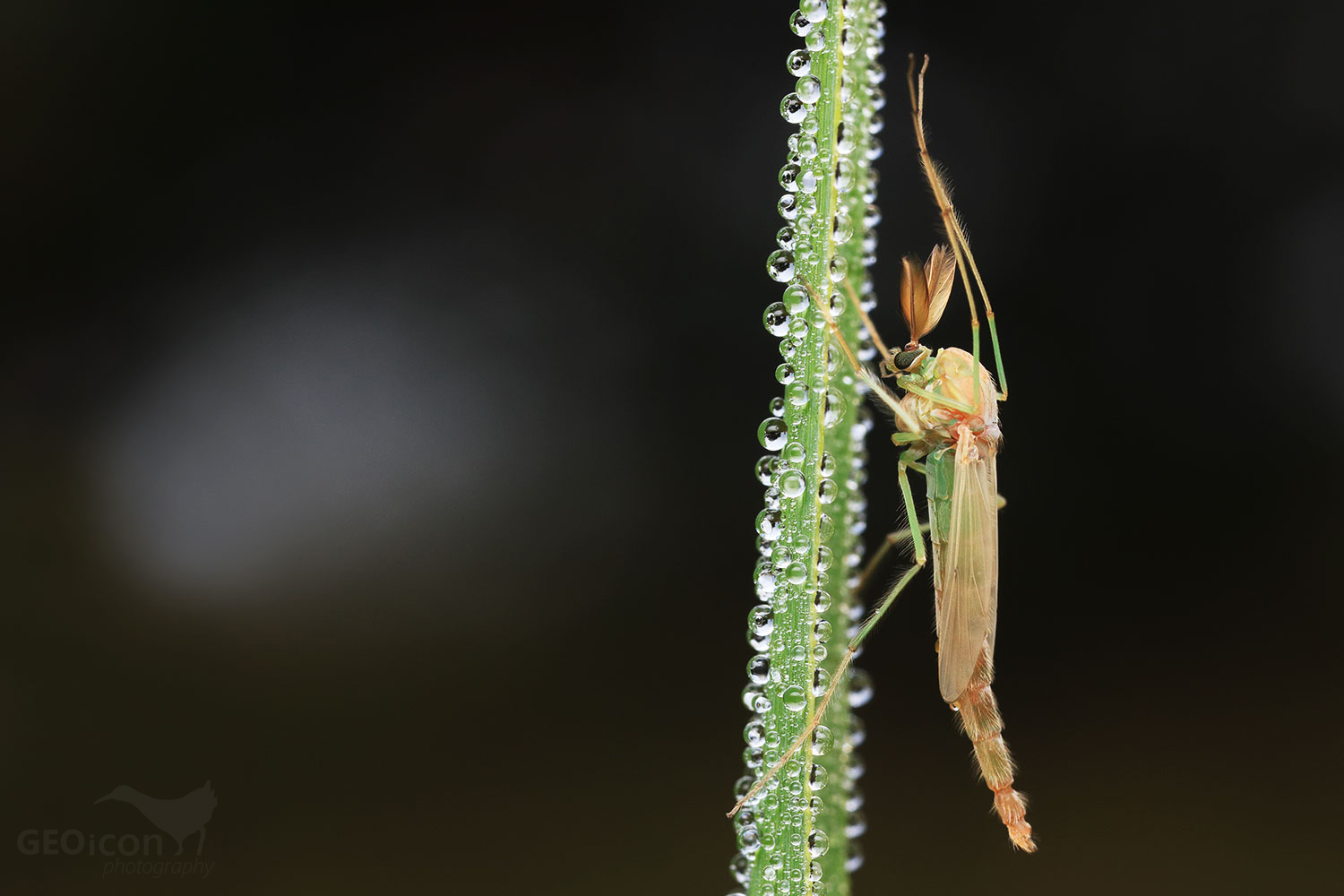 Buzzer midge / pakomár Kouřový (Chironomus Plumosus)
