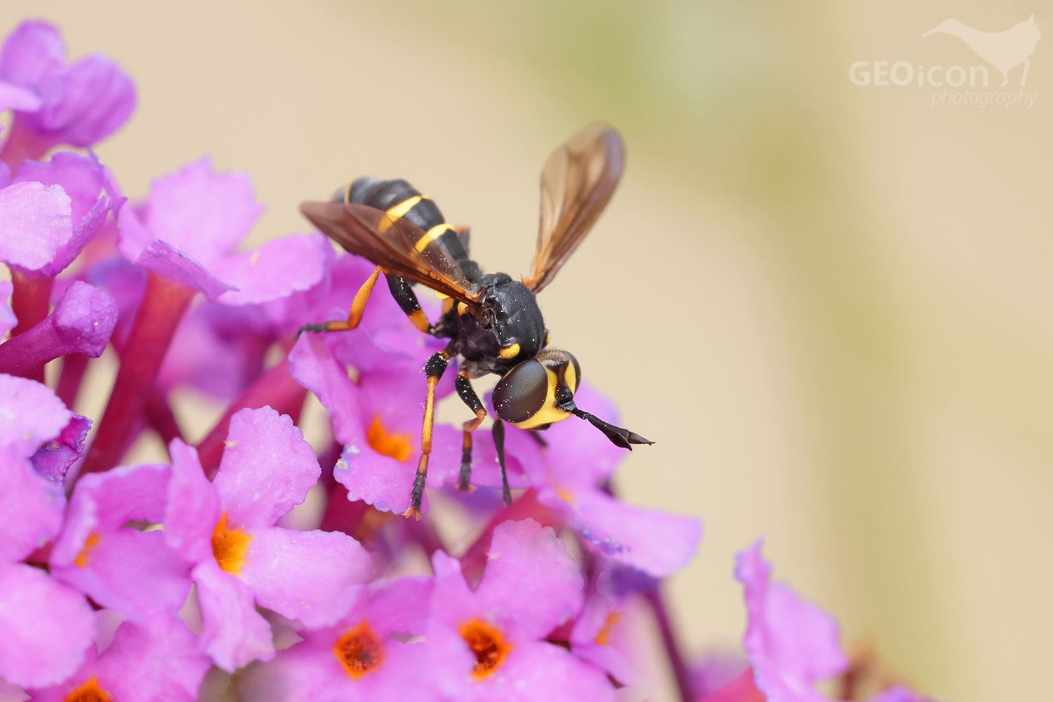 Conops flavipes / očnatka žlutonohá
