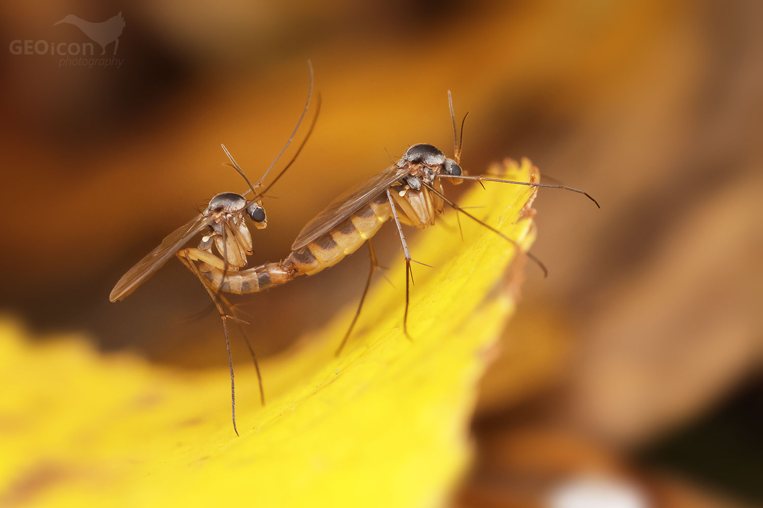 Mycetophilidae