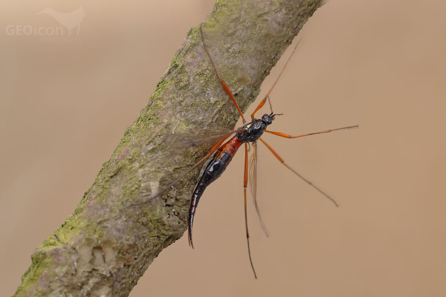Tanyptera atrata / tiplice tmavá