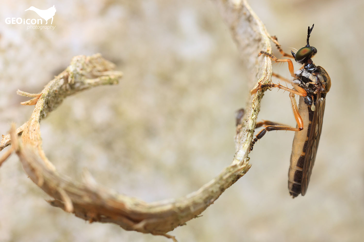 Common red-legged robberfly / roupec štíhlý (Dioctria rufipes)