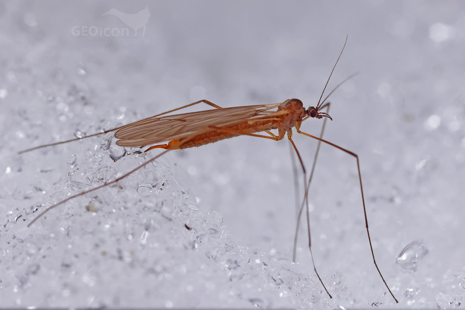 Tipula sp.