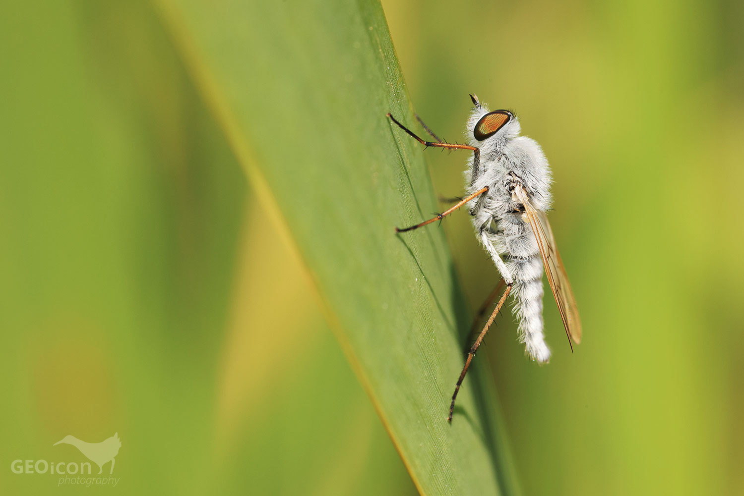 Stiletto Fly / moucha (Sprirverpa lunalata)