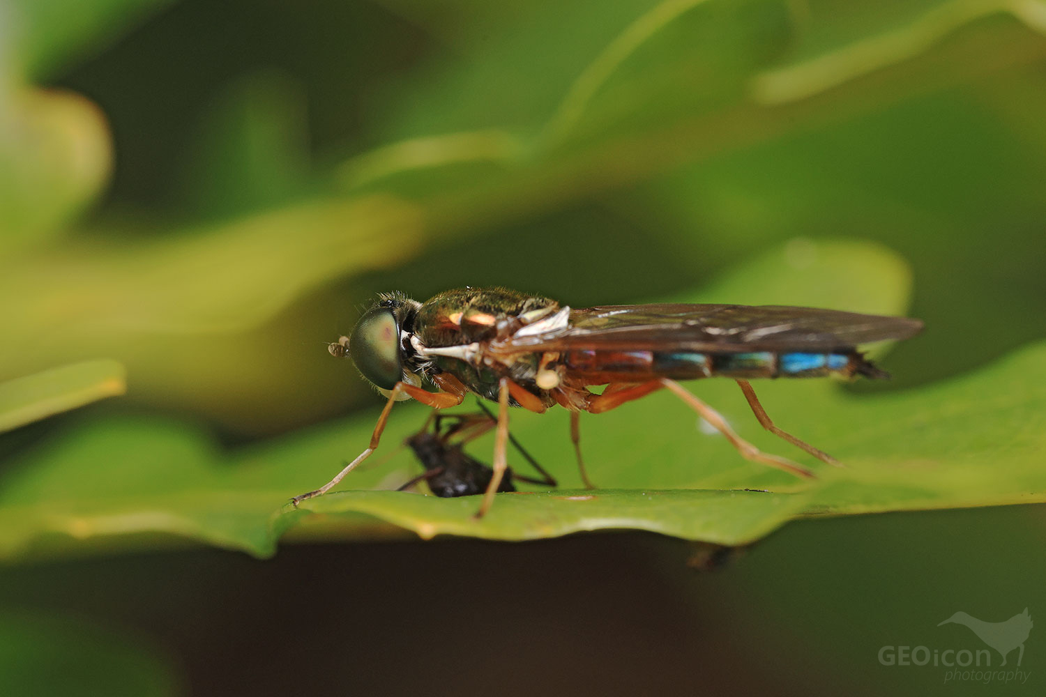 Sargus bipunctatus / bráněnka sp.