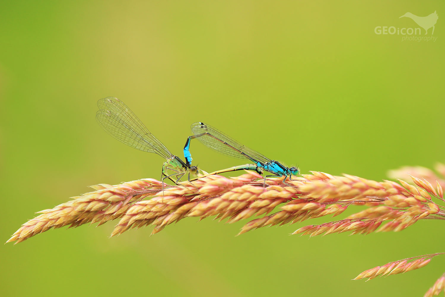 White-legged damselfly /šidélko brvonohé (Platycnemis pennipes)