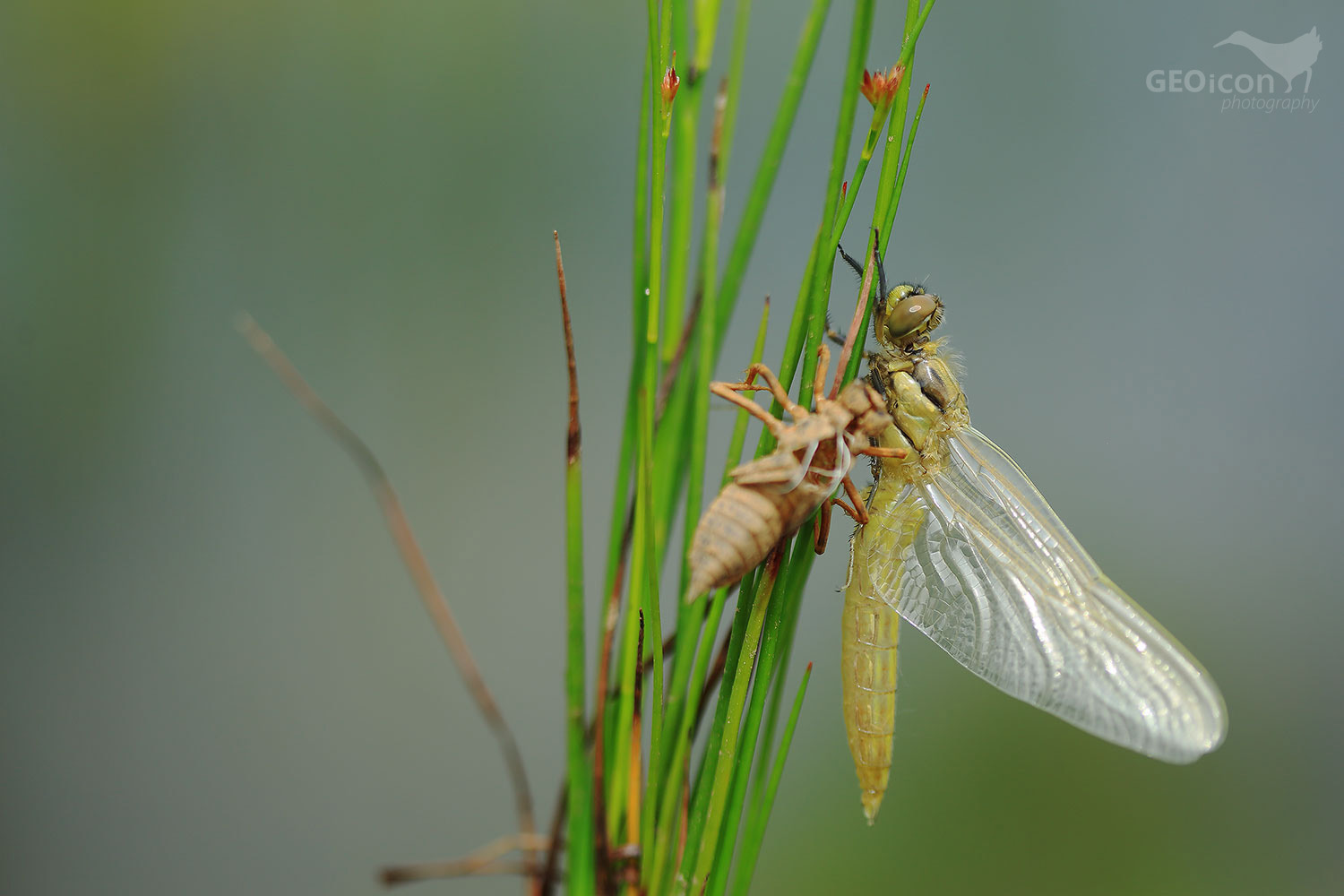 Hawker sp. / šídlo sp. (Aeshna)