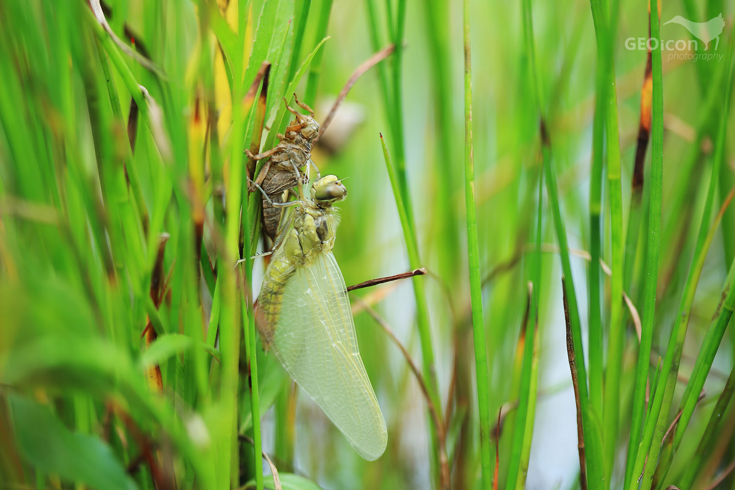 Hawker sp. / šídlo sp. (Aeshna)