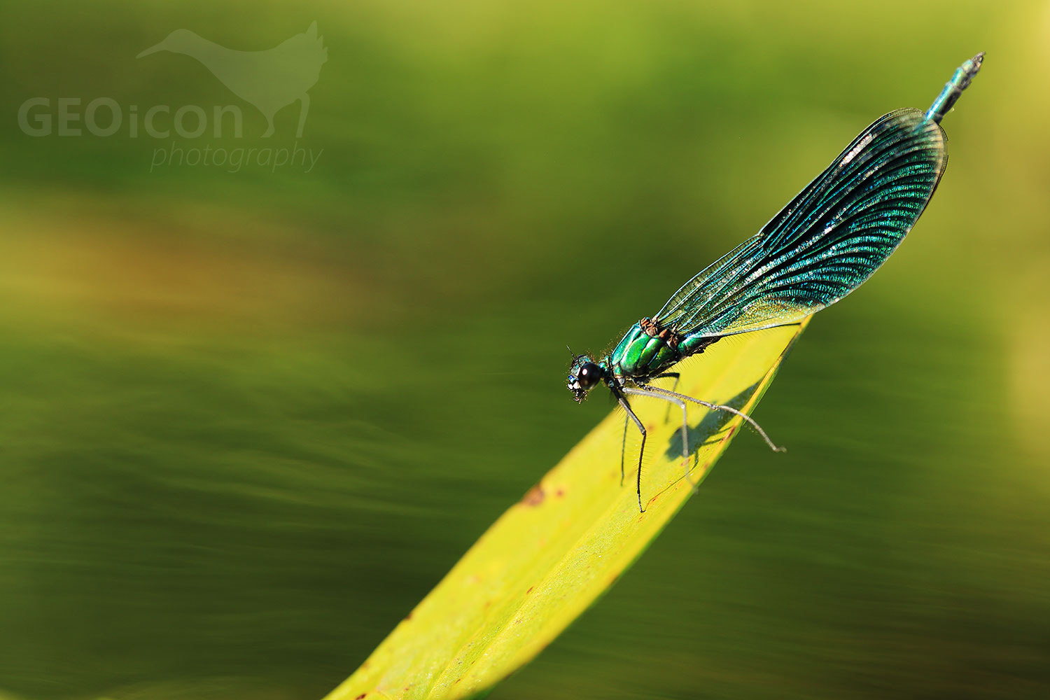 Banded demoiselle / motýlice lesklá (Calopteryx splendens)