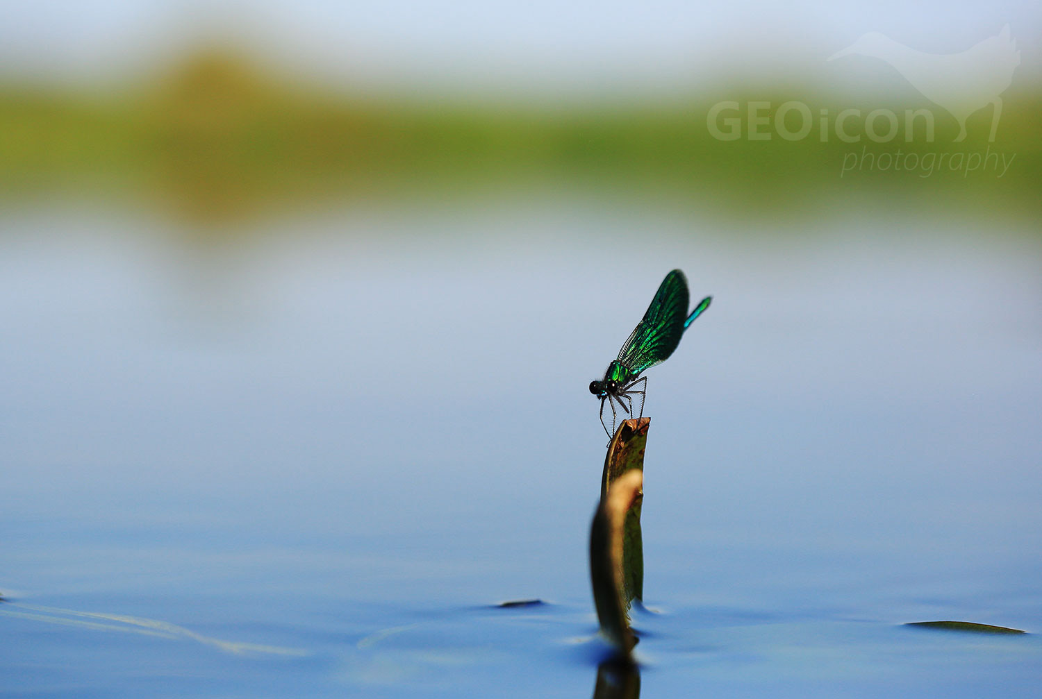 Banded demoiselle / motýlice lesklá (Calopteryx splendens)