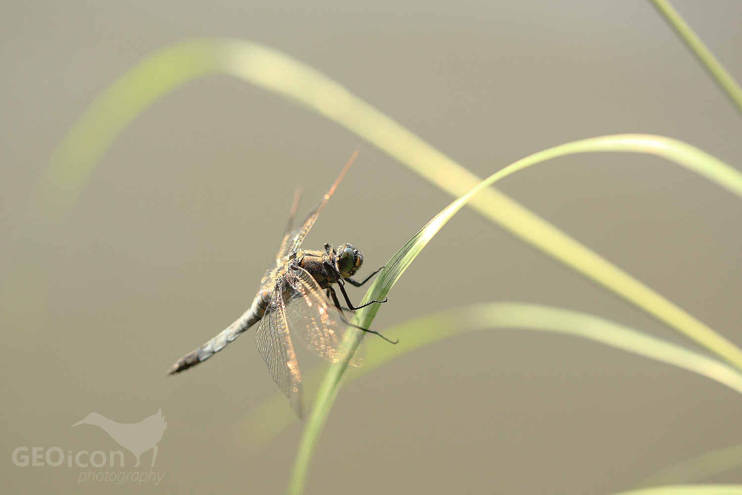 Black-tailed skimmer / vážka černořitná (Orthetrum cancellatum)
