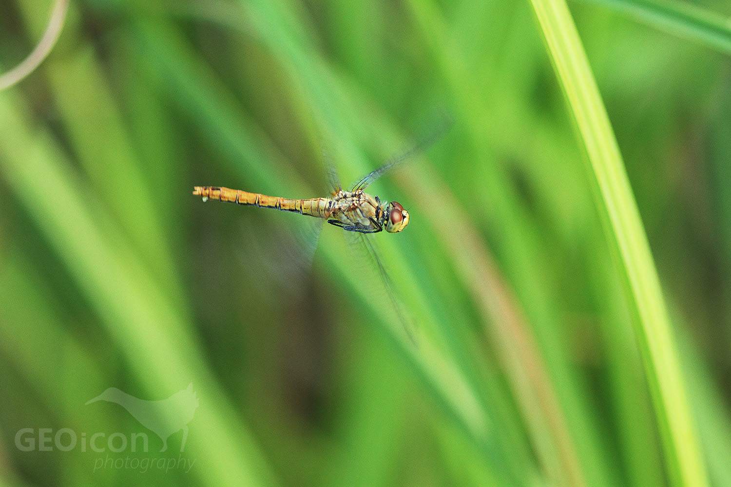 Hawker sp. / šídlo sp. (Aeshna)