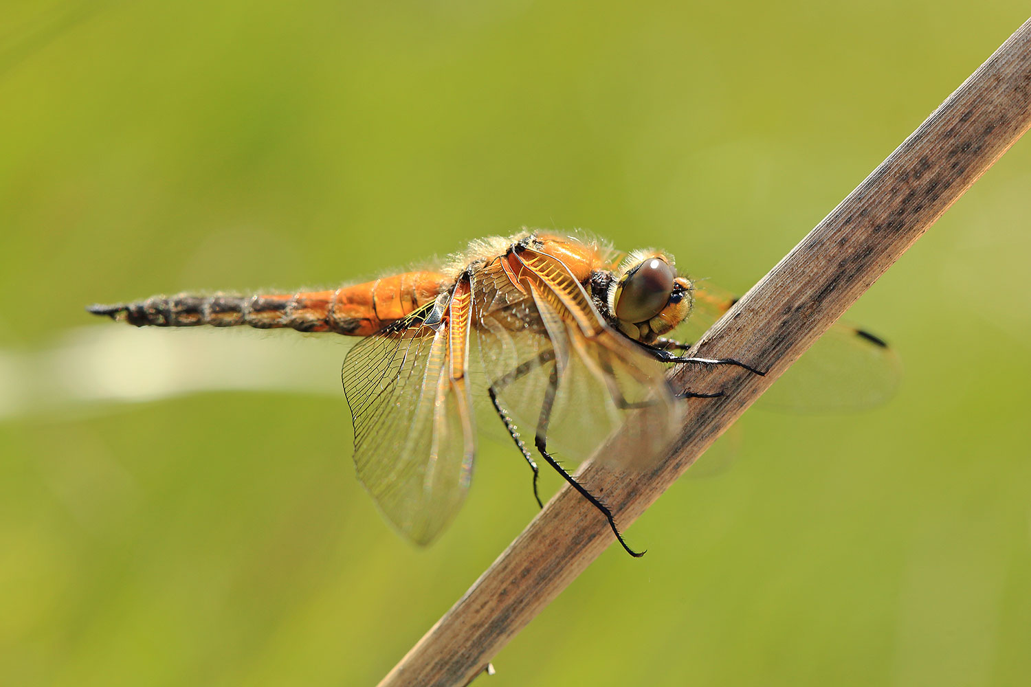 Four-spotted chaser / vážka čtyřskvrnná (Libellula quadrimaculata)