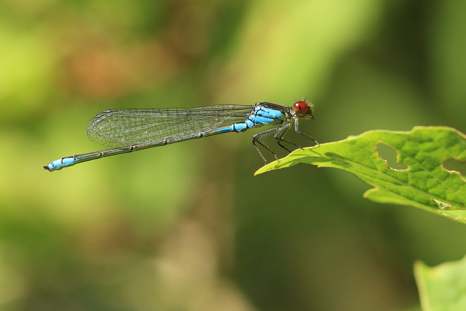 R4ed-eyed damselfly / šidélko rudoočko (Erythromma najas)