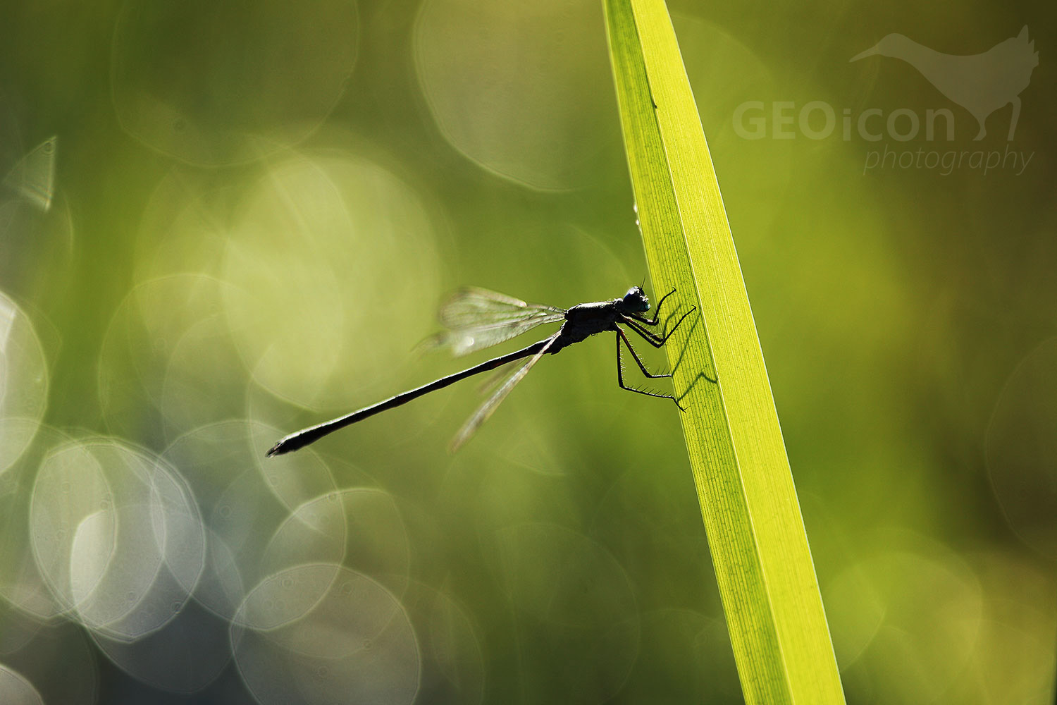 Emerald spreadwing / šídlatka tmavá (Lestes dryas)