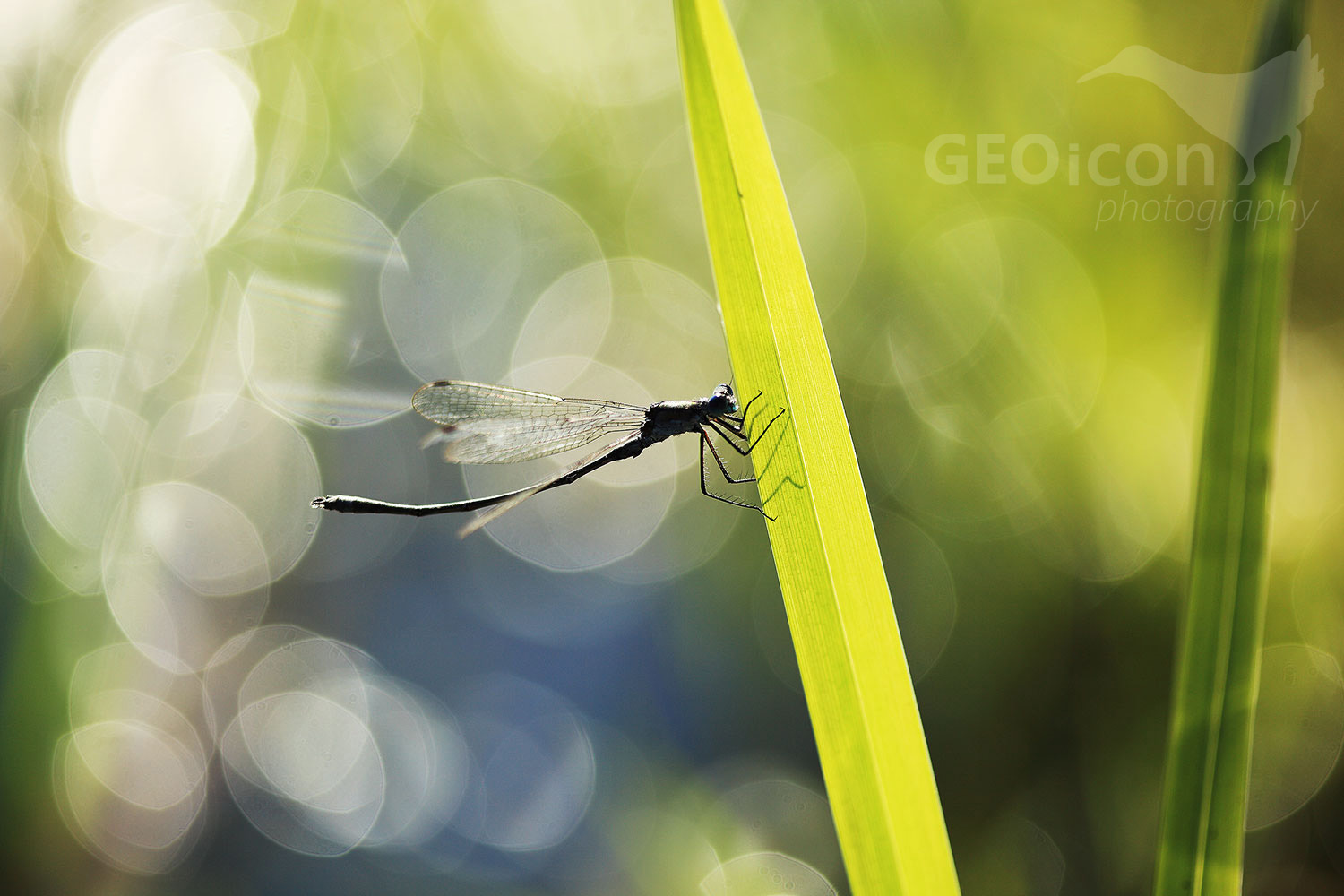 Emerald spreadwing / šídlatka tmavá (Lestes dryas)