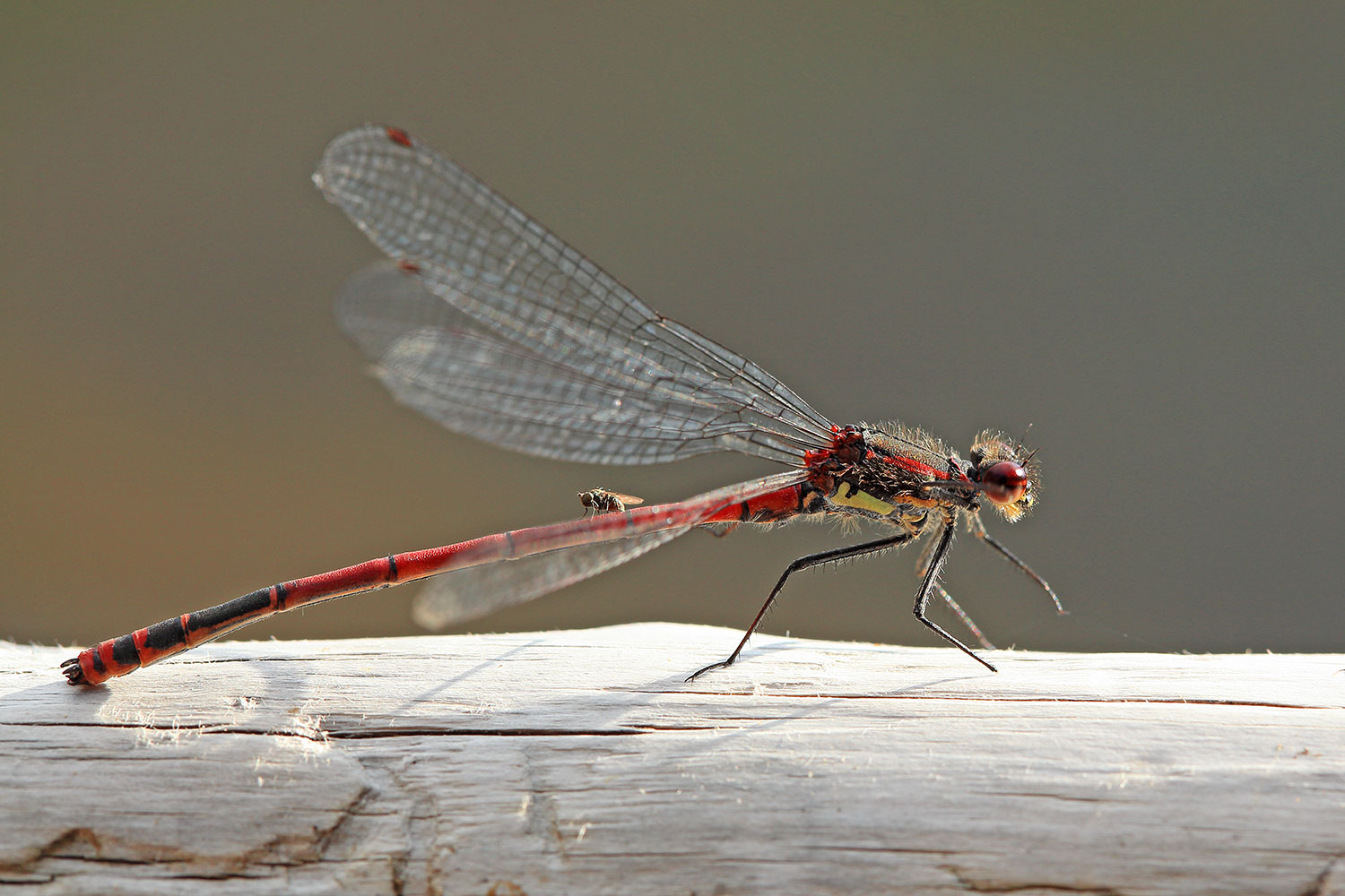 Large red damselfly / šidélko ruměnné (Pyrrhosoma nymphula)