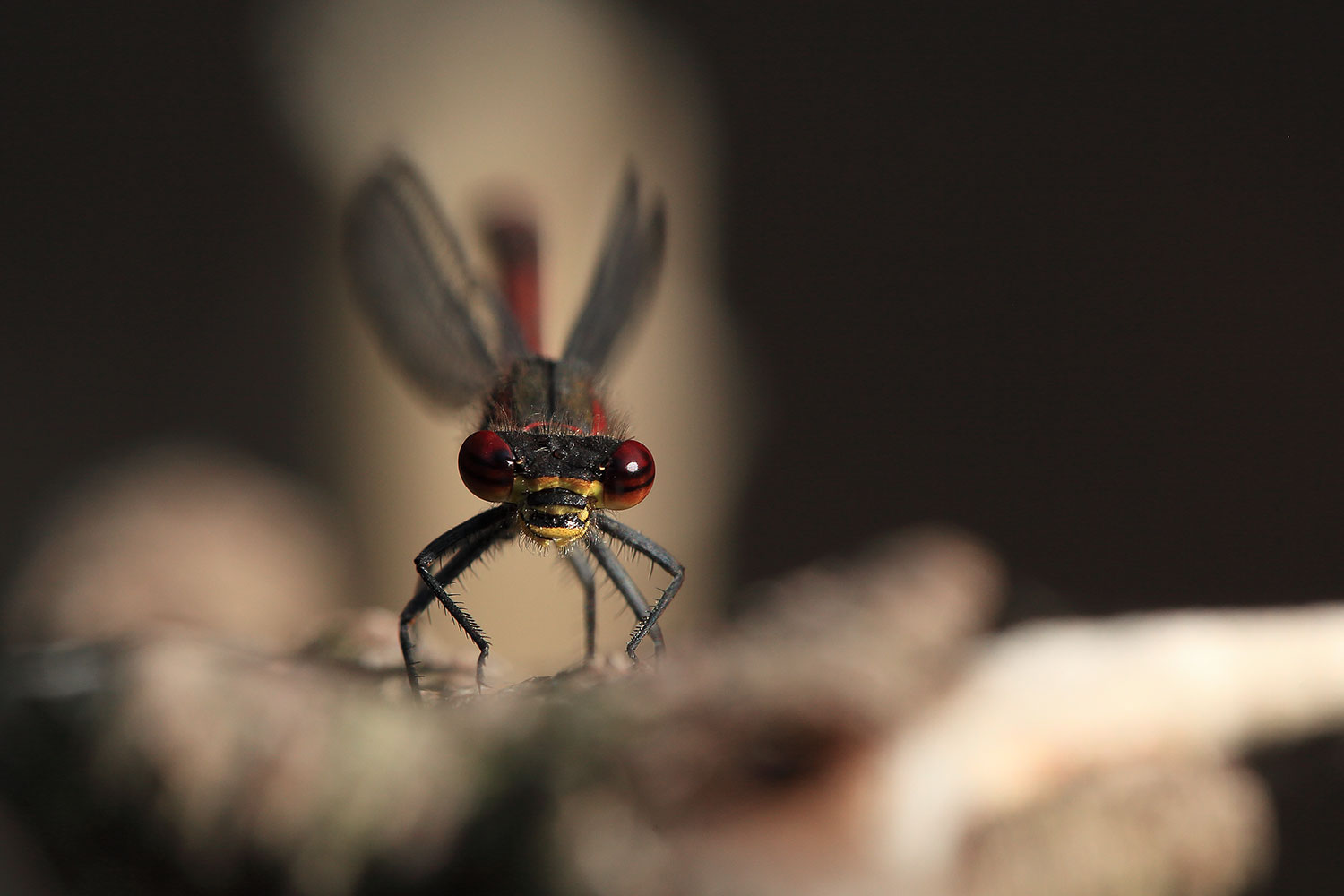 Large red damselfly / šidélko ruměnné (Pyrrhosoma nymphula)