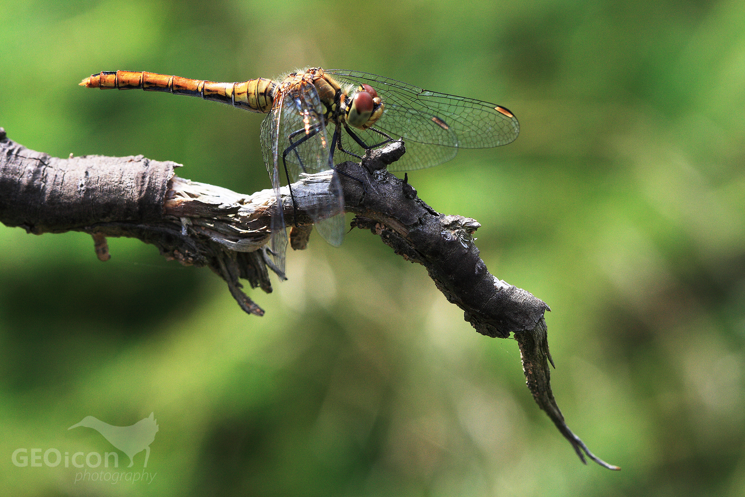 Ruddy darter / vážka rudá (Sympetrum sanguineum)